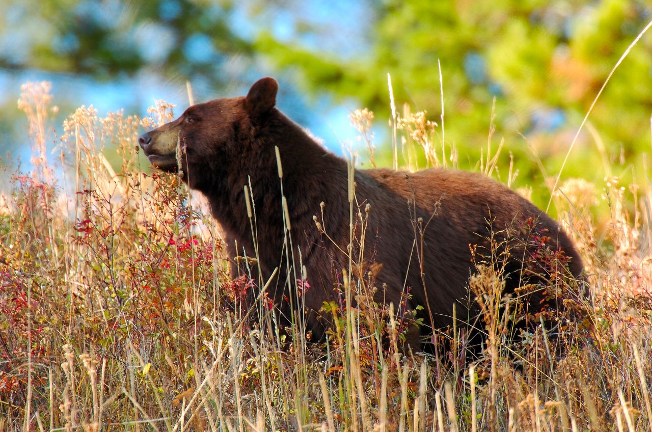 <strong>Bears:</strong> A cinnamon black bear roams the wilds of Yellowstone. Experts say you should never approach bears or try to feed them.
