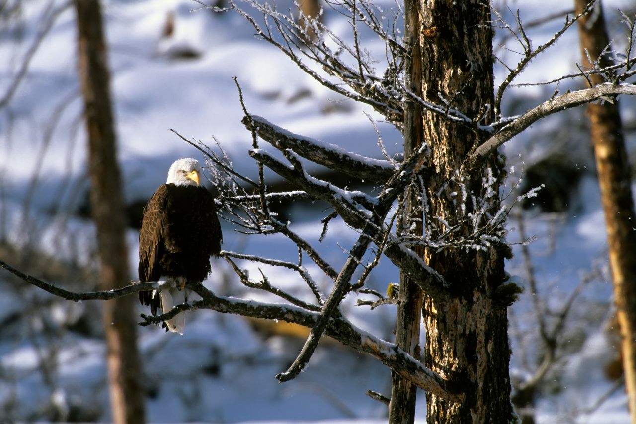 <strong>Bald eagle:</strong> At Yellowstone, the US national bird feeds primarily on fish but also on waterfowl and carrion.