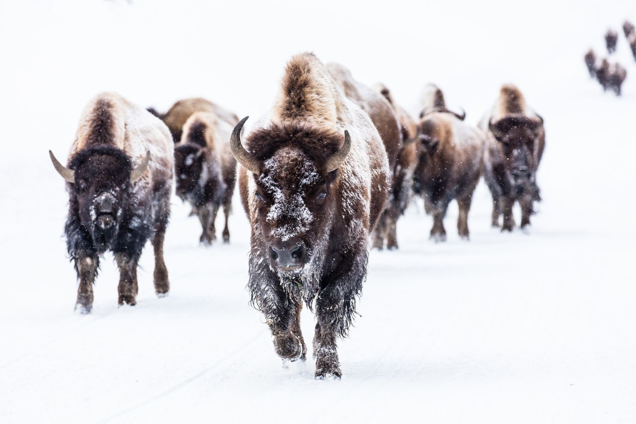 <strong>Bison:</strong> At one point, the number of bison at Yellowstone numbered below 100. They have bounced back in population in a big way thanks to restoration efforts. This herd takes over a wintry road near Frying Pan Spring.
