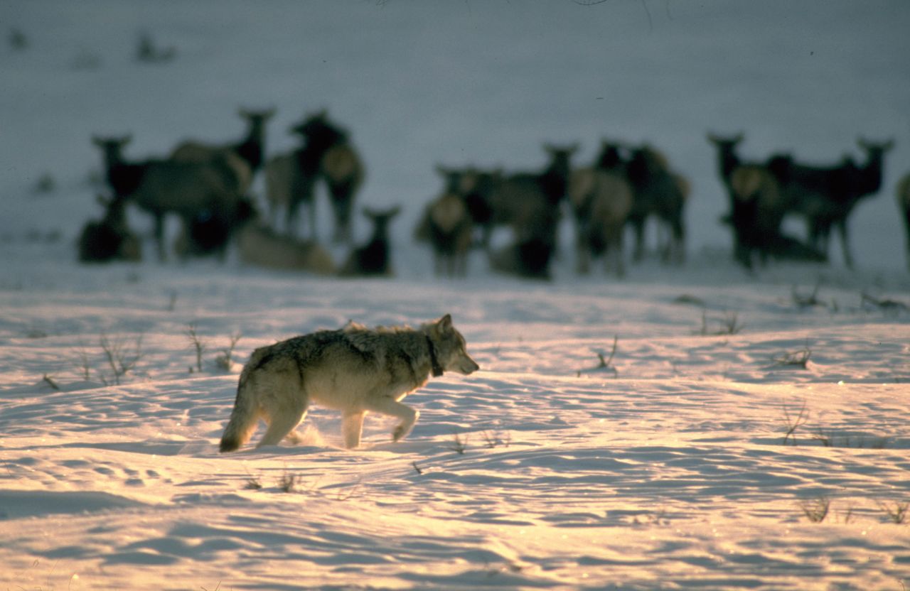 <strong>Wolves:</strong> A wolf treks through the snow at Yellowstone in 1997. Wolves were reintroduced to the park in 1995 after being completely rooted out. In 2022, they're thriving and helping restore the natural balance of Yellowstone.