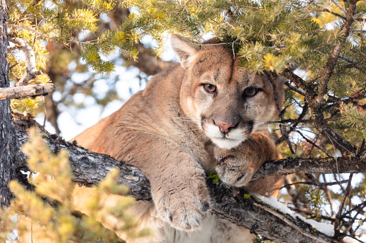 <strong>Cougars:</strong> A cougar peeks through branches from a tree in Yellowstone. The park estimates there are 34 to 42 there, and they are seldom spotted by visitors.