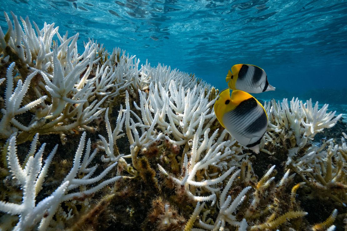 Bleaching of the coral reefs around French Polynesia in 2019.