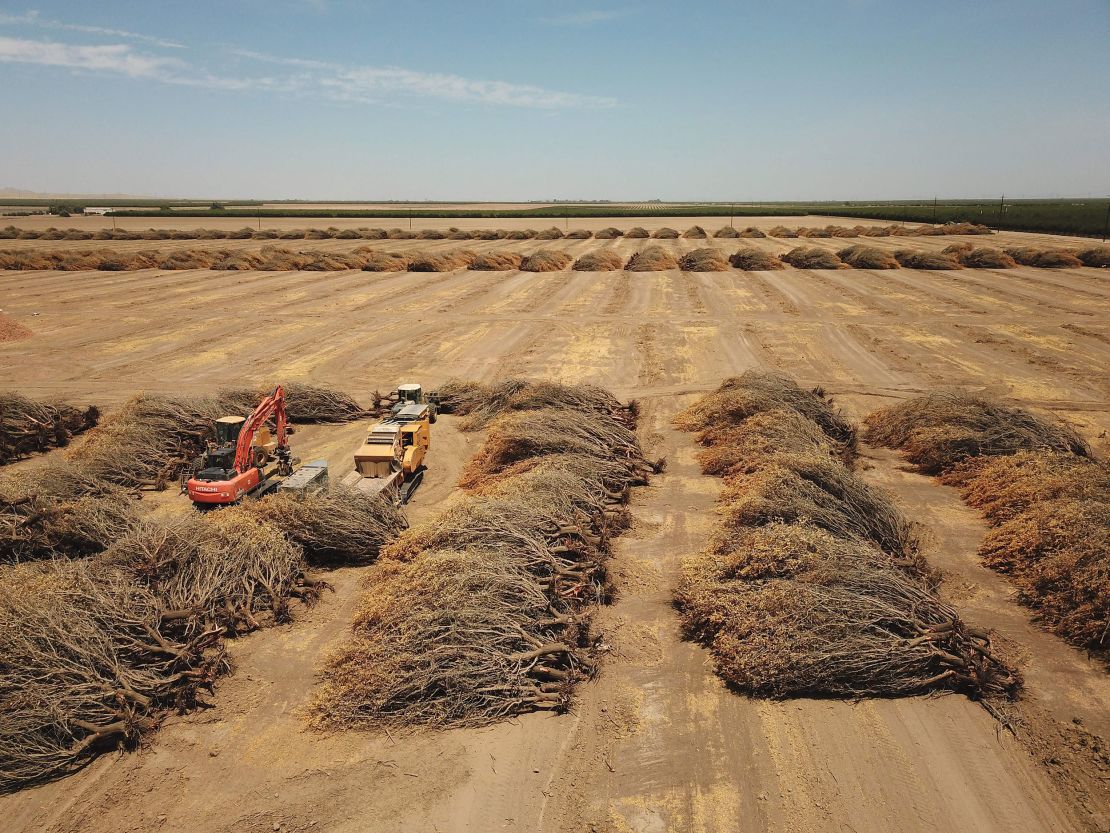 Dead almond trees lie in an open field after they were removed by a farmer because of a lack of water to irrigate them, in Huron, California, in July 2021. The authors say drought has put a hard limit on adaptation for almond growing.