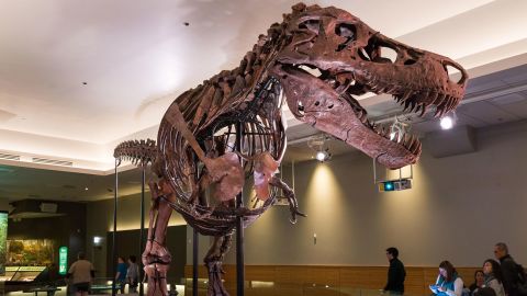 The fossil skeleton of famous "Sue" the T. rex is shown at Chicago's Field Museum. The fossil is named after collector Sue Hendrickson, who discovered it in 1990.