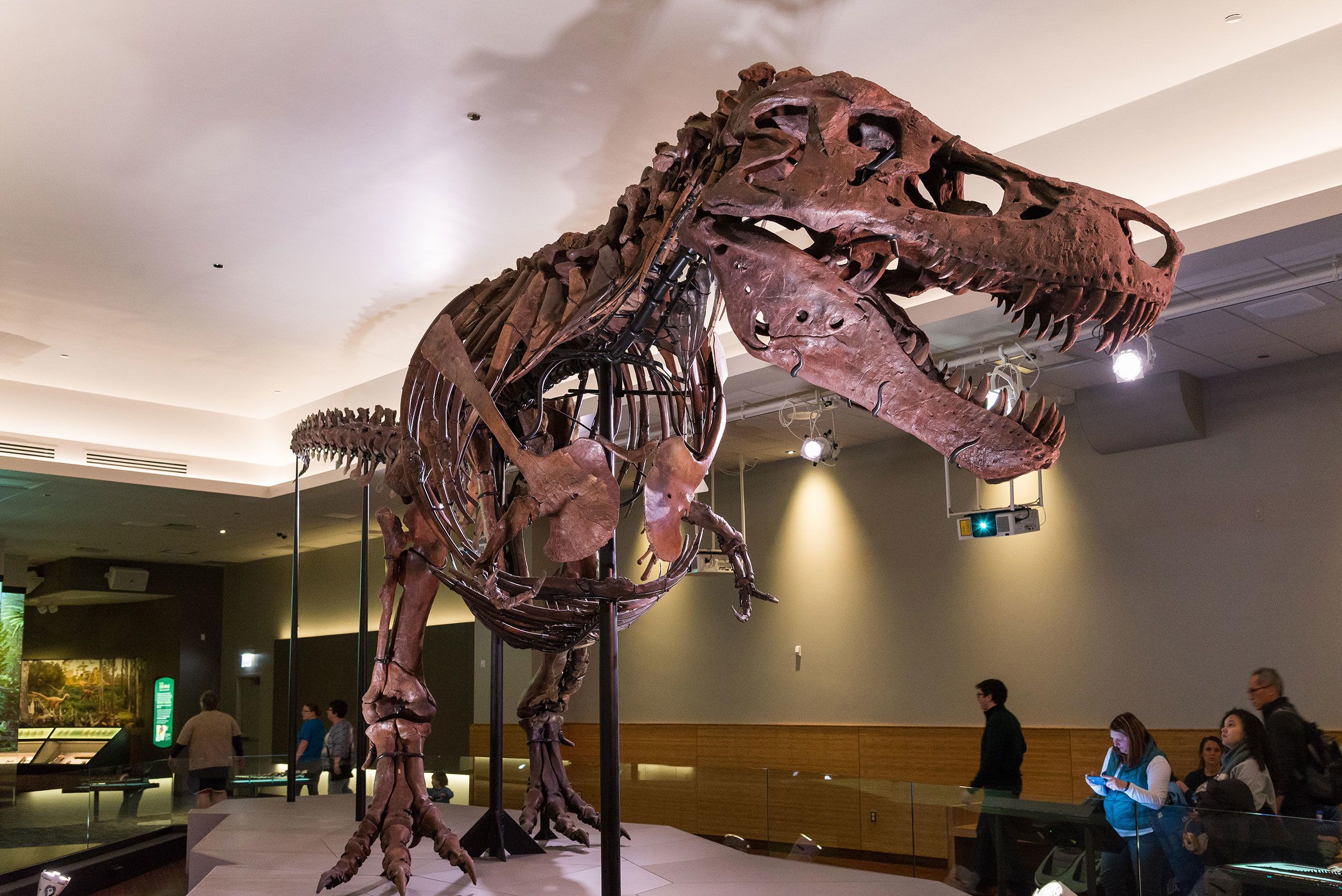 T. rex may have had 2 equally terrifying sibling species, new research  suggests