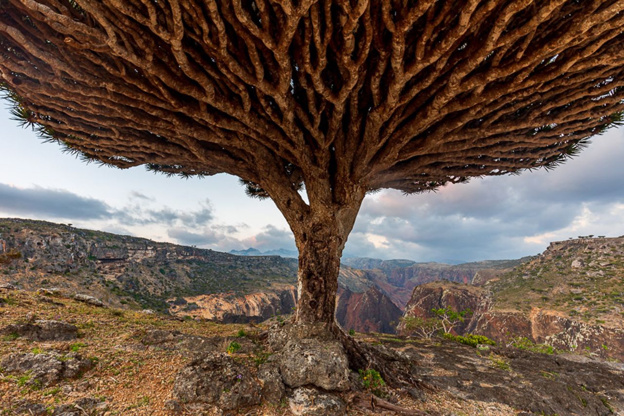 <strong>Socotra Archipelago, Yemen</strong>: The 25 sites, including the Socotra Archipelago, pictured, were chosen by the International Council on Monuments and Sites (ICOMOS) and an independent group of heritage experts from across the globe.