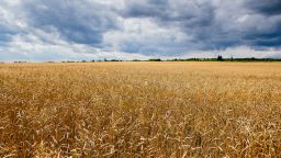 Ukraine wheat field 2020 FILE RESTRICTED