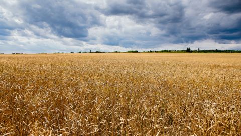 2020年7月ウクライナ西部ジャカルパティア地域のウズホロード付近の畑で小麦が育っている。