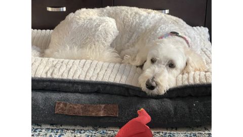 EveryYay Grey Patched Pillowtop Lounger Cama ortopédica para perros