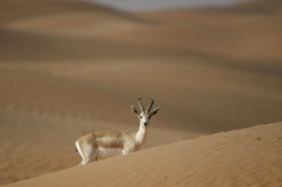 The Saudi gazelle once roamed the Arabian Peninsula, but this century it was <a href="https://www.iucnredlist.org/fr/species/8980/50187890" target="_blank" target="_blank">declared extinct</a>. The Frozen Zoo has a bank of its cells dating back to the 1990s.