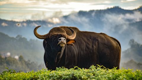2001 m. gimė Indijos gauras, klonuotas naudojant genetinę medžiagą iš Frozen Zoo ir užaugintas namine karve.
