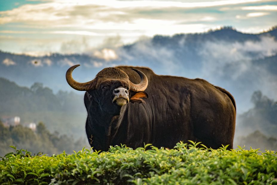 In 2001, an Indian gaur, a humpbacked Asian wild ox, was born, <a href="https://embryo.asu.edu/pages/first-successful-cloning-gaur-2000-advanced-cell-technology" target="_blank" target="_blank">cloned using genetic material from the Frozen Zoo</a> and gestated in a domestic cow. Sadly, it <a href="https://embryo.asu.edu/pages/first-successful-cloning-gaur-2000-advanced-cell-technology" target="_blank" target="_blank">contracted dysentery and died</a> two days after birth.