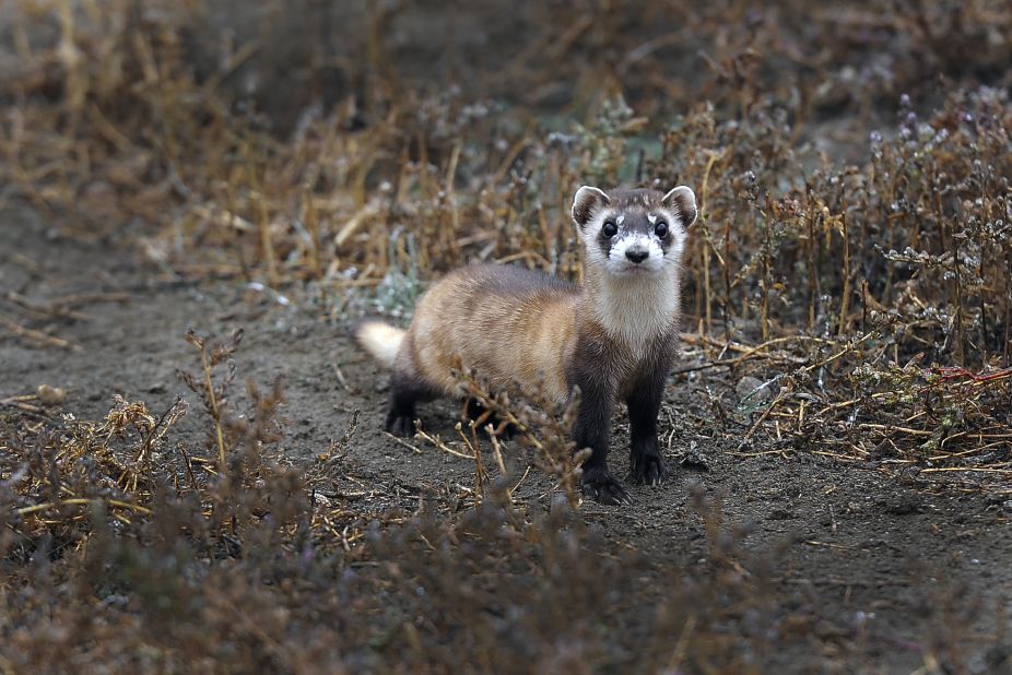 The black-footed ferret was thought to be extinct in the wild until a small population was <a href="https://science.sandiegozoo.org/species/black-footed-ferret" target="_blank" target="_blank">rediscovered in Wyoming</a> in 1981 -- but it was decimated by disease. A clone named Elizabeth Ann was <a href="https://www.reuters.com/article/us-usa-ferret-clone-idUSKBN2AJ23Z" target="_blank" target="_blank">born in 2020</a> thanks to the genetic material of a ferret that had been kept in storage at the Frozen Zoo since 1988, <a href="https://www.reuters.com/article/us-usa-ferret-clone-idUSKBN2AJ23Z" target="_blank" target="_blank">the first time</a> a native endangered species had been cloned in the US. It's hoped that cloning can help restore genetic variation into the surviving population.