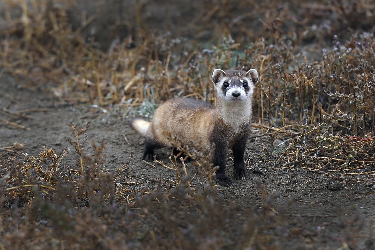 How 'frozen zoos' could save dying species | CNN How 'frozen zoos' could save dying species | CNN