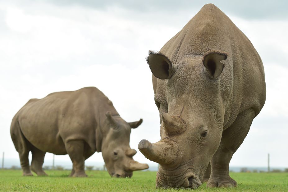 There are only two northern white rhinos left in the world, both of which are female. The Frozen Zoo <a href="https://science.sandiegozoo.org/species/white-rhino" target="_blank" target="_blank">holds cell cultures from 12 northern white rhinos</a>, and it has used frozen skin cells to develop stem cells, which could be used to create sperm and egg cells. 