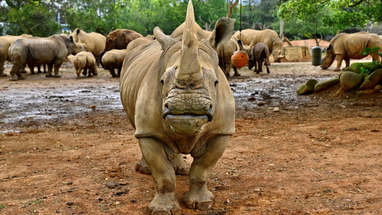 Rhinos are among the world's most critically endangered animals despite efforts to save the species.