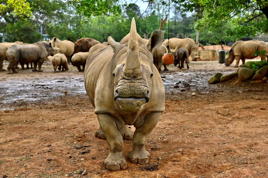 The hope is northern white rhino embryos can be <a href="https://science.sandiegozoo.org/sites/default/files/2019-ICR-Book-Pages-Email-10MB.pdf" target="_blank" target="_blank">gestated in the closely related southern white rhino</a>. The Zoo's Reproductive Sciences team is using southern white rhinos to develop techniques including artificial insemination, in vitro fertilization, and embryo transfer.