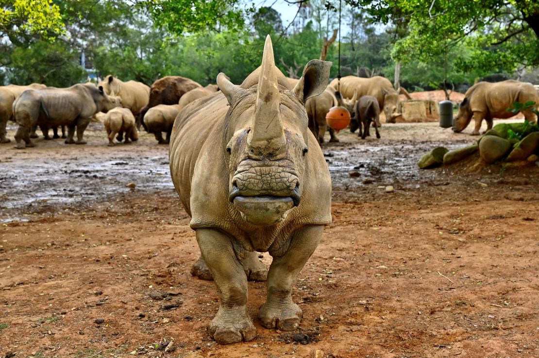 Rhinos are among the world's most critically endangered animals despite efforts to save the species.