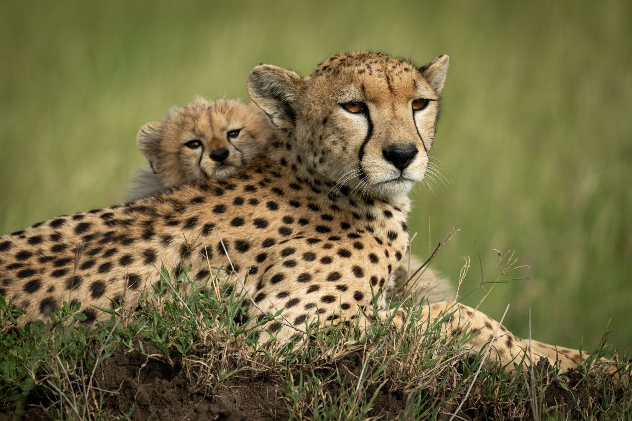The cheetah is classified as vulnerable, and as part of research to help conservation efforts, thawed cheetah sperm from the Frozen Zoo has been <a href="https://science.sandiegozoo.org/resources/frozen-zoo®" target="_blank" target="_blank">used to fertilize a matured cheetah egg</a>, which then developed into an embryo.