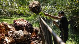 A worker harvests oil palm fruits, used to produce palm oil, at a plantation in Kutamakmur, Aceh, Indonesia, on September 24, 2021. 