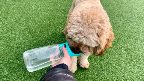 Kalimdor dog water bottle