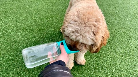 Kalimdor Dog Water Bottle