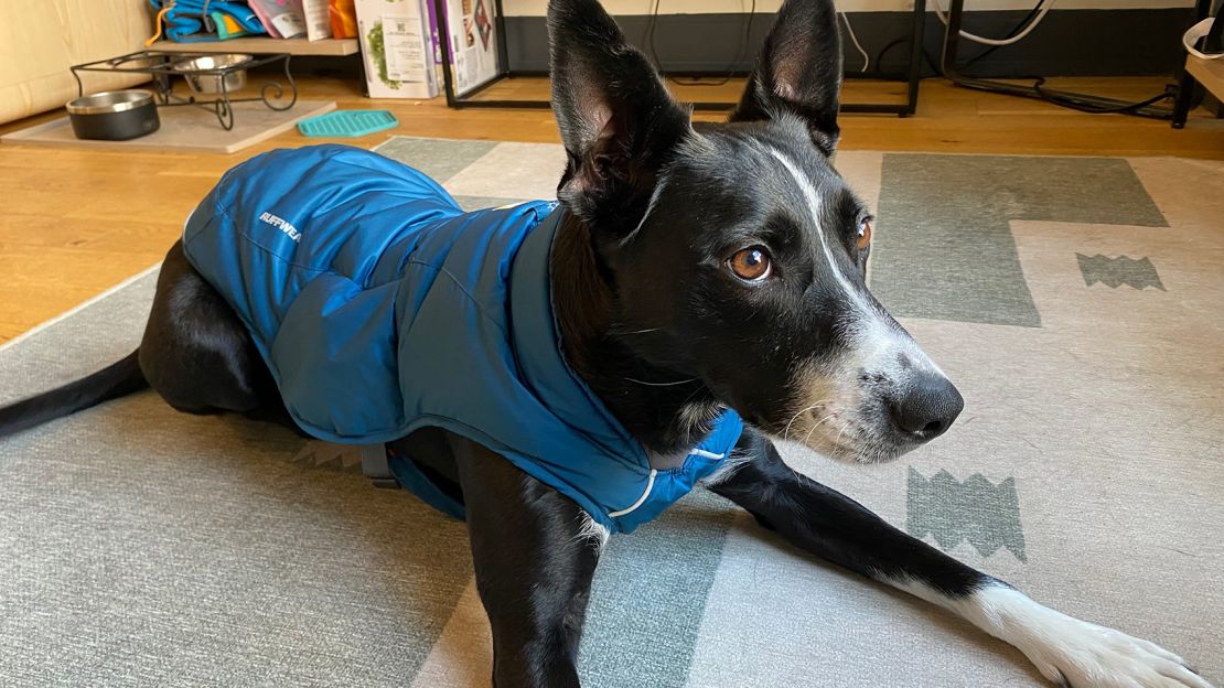 Ruffwear Quinzee Dog Jacket