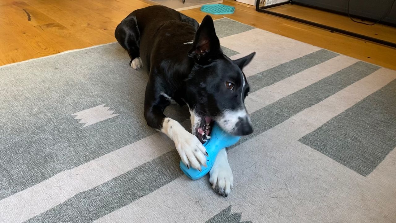 West Paw Qwizl Tough Treat Dispensing Dog Chew Toy