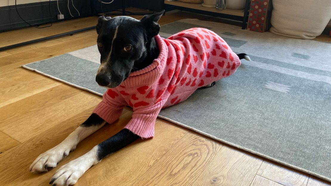 https://media.cnn.com/api/v1/images/stellar/prod/220302145521-petfavs-miso-sweater.jpg?q=w_1110,c_fill