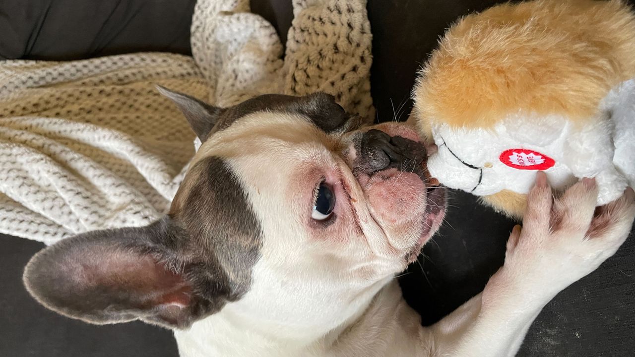 Pet Qwerks Dog Squeak Hedgehog