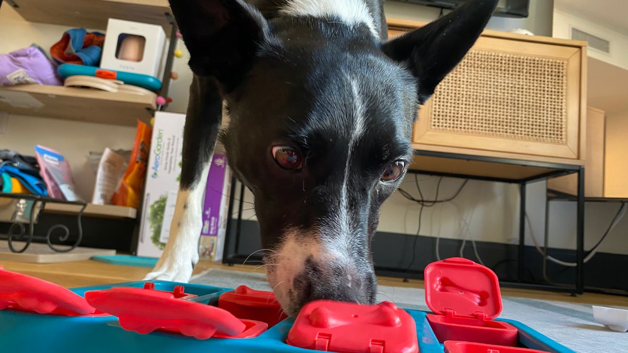 Nina Ottosson by Outward Hound Brick Puzzle Game Dog Toy