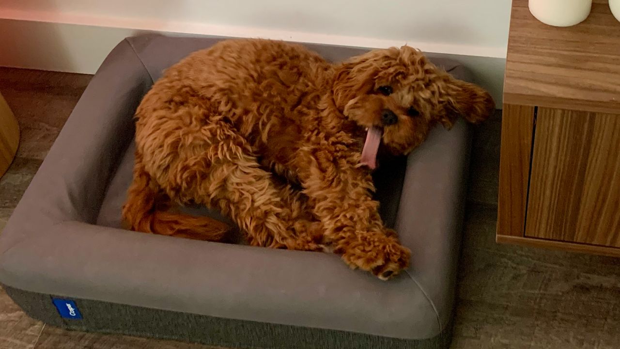 https://media.cnn.com/api/v1/images/stellar/prod/220302145616-petfavs-stephanie-casper-dog-bed.jpg?c=16x9&q=h_720,w_1280,c_fill