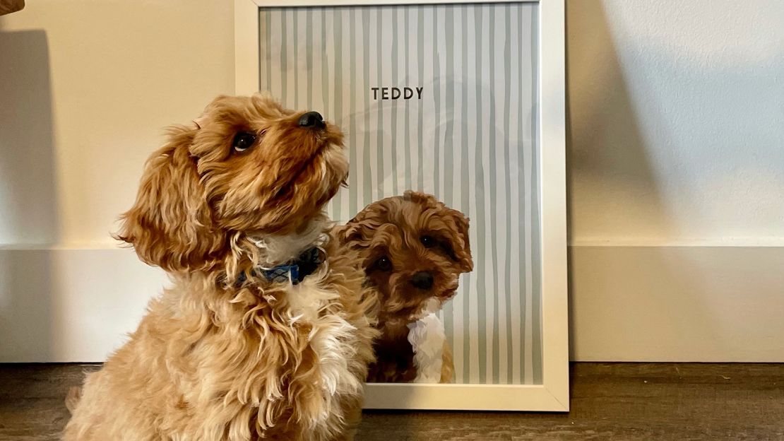 Our editors' favorite pet products their fur babies loved