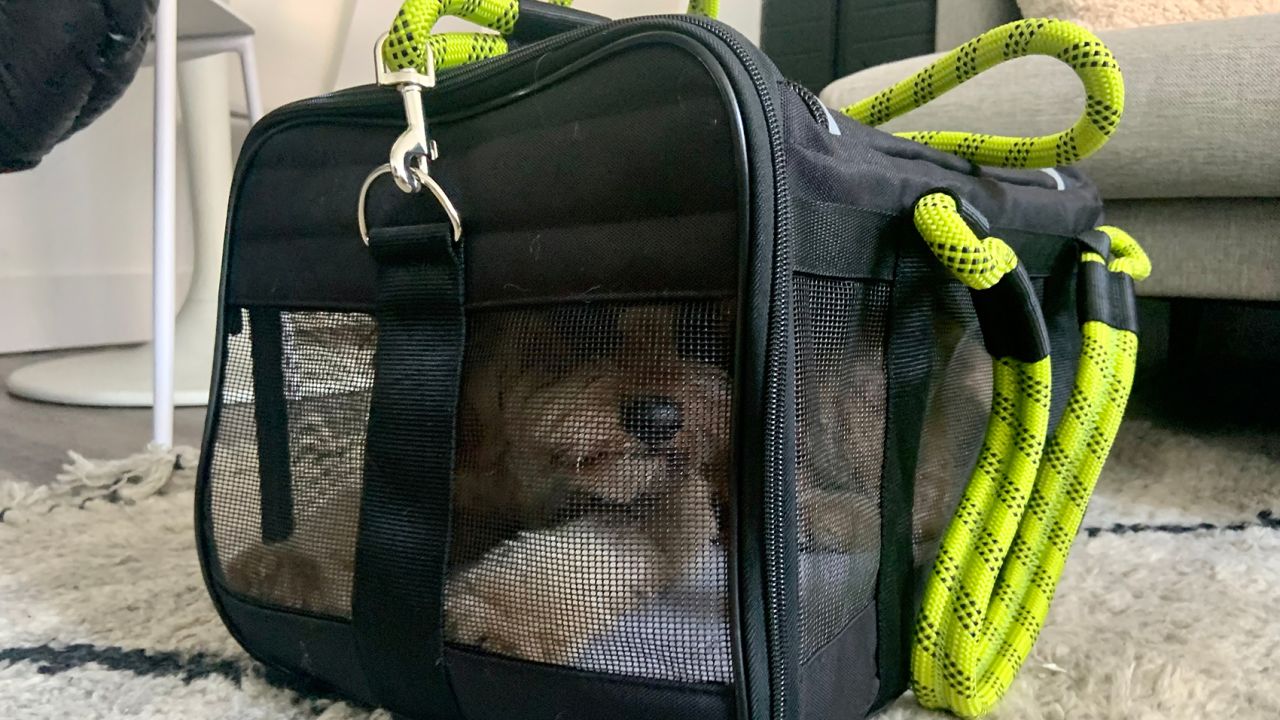 Roverlund Out-of-Office Pet Carrier