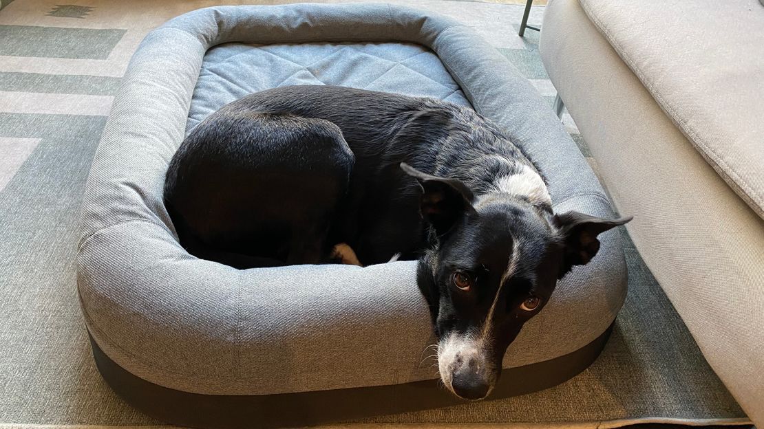 The Perfect Holiday Gift For Your Dog: The Yeti Trailhead Dog Bed