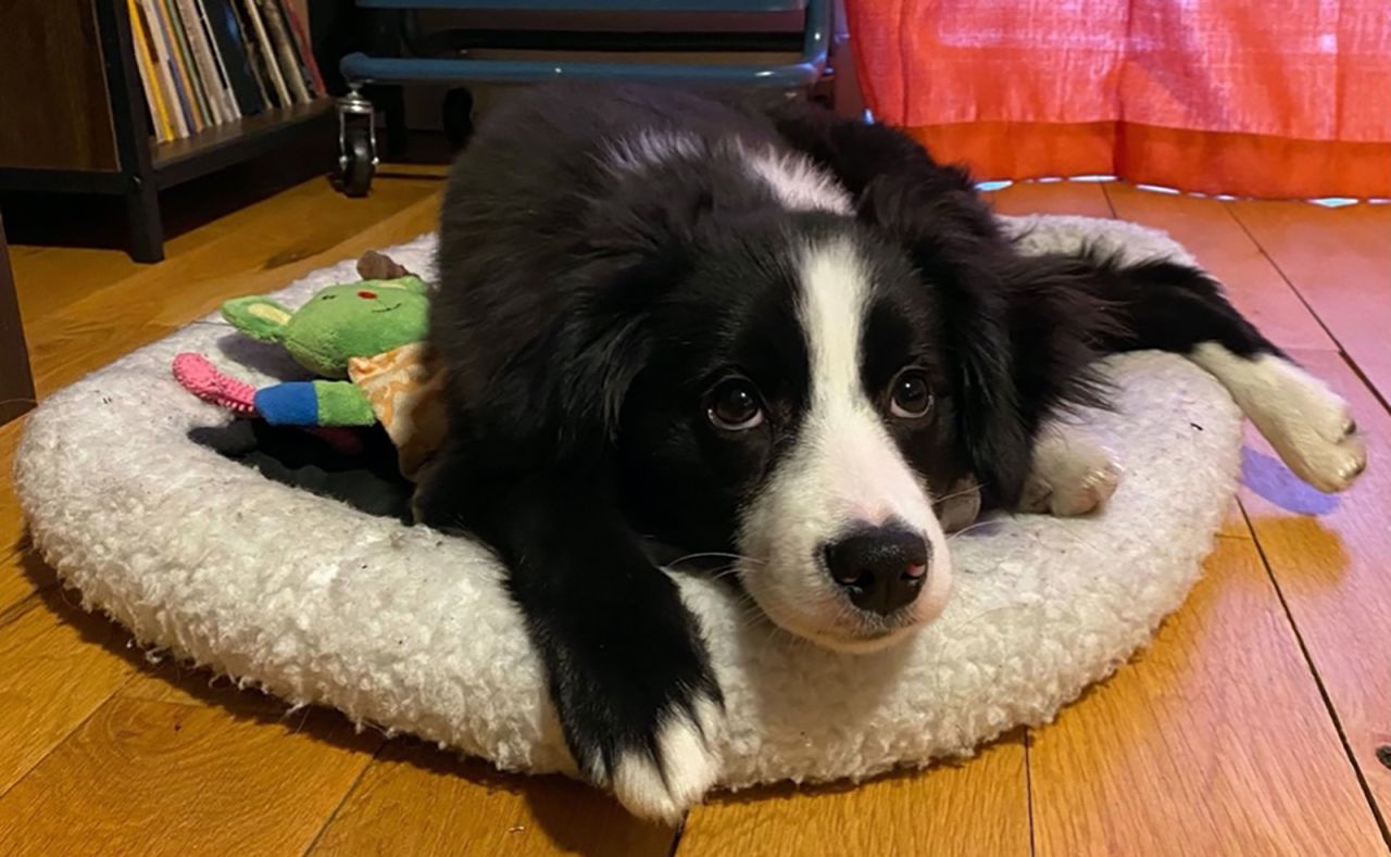 Gizmo, a 6-month-old mini-Australian shepherd, is a "total chaos agent, but we love him," his mom said. "He does goofy things like hide behind the curtains. He's definitely helped with stress relief." Even if she does get mad at him, "he just makes me laugh a lot."