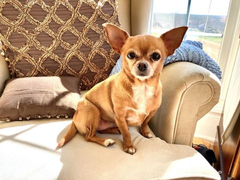 Roo, a Chihuahua rescue, was an amazing comfort for her mom when she "was hospitalized for seven days with Covid and on oxygen for 60. I could not walk or talk afterwards, and the best part was when I was able to see her again."