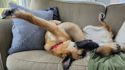 Who knew a German shepherd could become a pretzel? Pandemic pup Sam is still a youngster and keeps her pet parents laughing with her clownlike nature. "She is ball-obsessed, so while we have been working from home, we play fetch with her on our breaks — at least when she returns the ball!"