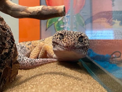 Not all pandemic pets are furry. Pippy the gecko's cute face helps her owner when she's "feeling overwhelmed -- he doesn't play much, and he sleeps about 23 hours a day, but having him near me (and snuggling him on occasion, when he'll let me) brings me some peace."