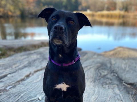 Lily is 5- or 6-year old pitador who may at times have a "resting beast face but she is the glue that keeps us sane," said her mom. Her 11-year-old human brother said, "When I was sad during the pandemic, she made me feel better and gave me lots of kisses."