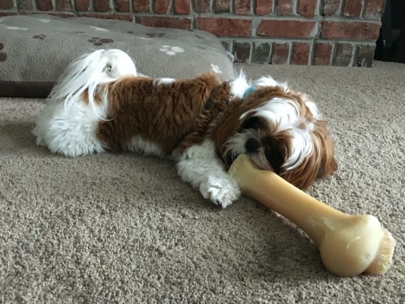 Penny, a 3-year-old Shih Tzu, never fails to bring a smile to her pet parent's face when she claims every toy as her own, including a husky's extra large bone.
