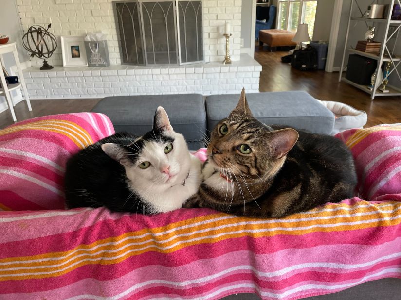 Cheese, right, and Crackers are "constant companions along with their shy little brother, Nutella," their pet parent said. "I even have them all tattooed on my arm, they're that important to me."