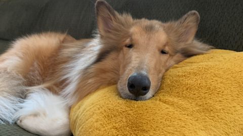 Phoenix, a rough collie who will be 2 in May, helped his pet parents during the pandemic by "forcing us to go out when we're in front of our computers all day." He's also so calm that it's "hard to freak out about anything around him. He teaches me that it's OK to take a pause."