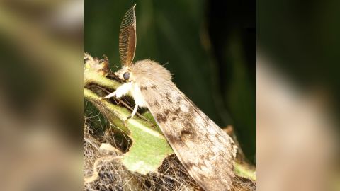 An adult spongy moth (Lymantria disbar) sits on a leaf. 
