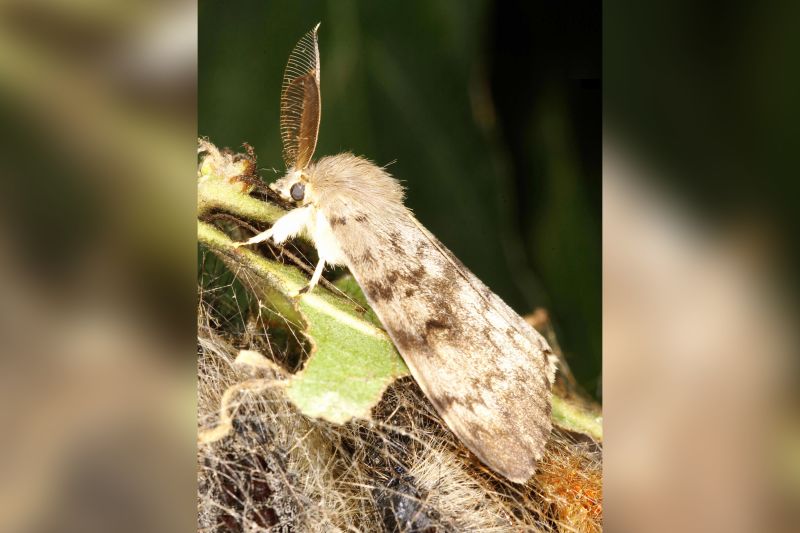 'Spongy moth' The new name for invasive gypsy moths CNN