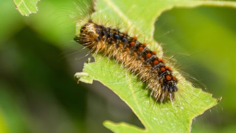 Pictured is the spongy moth in larval form.
