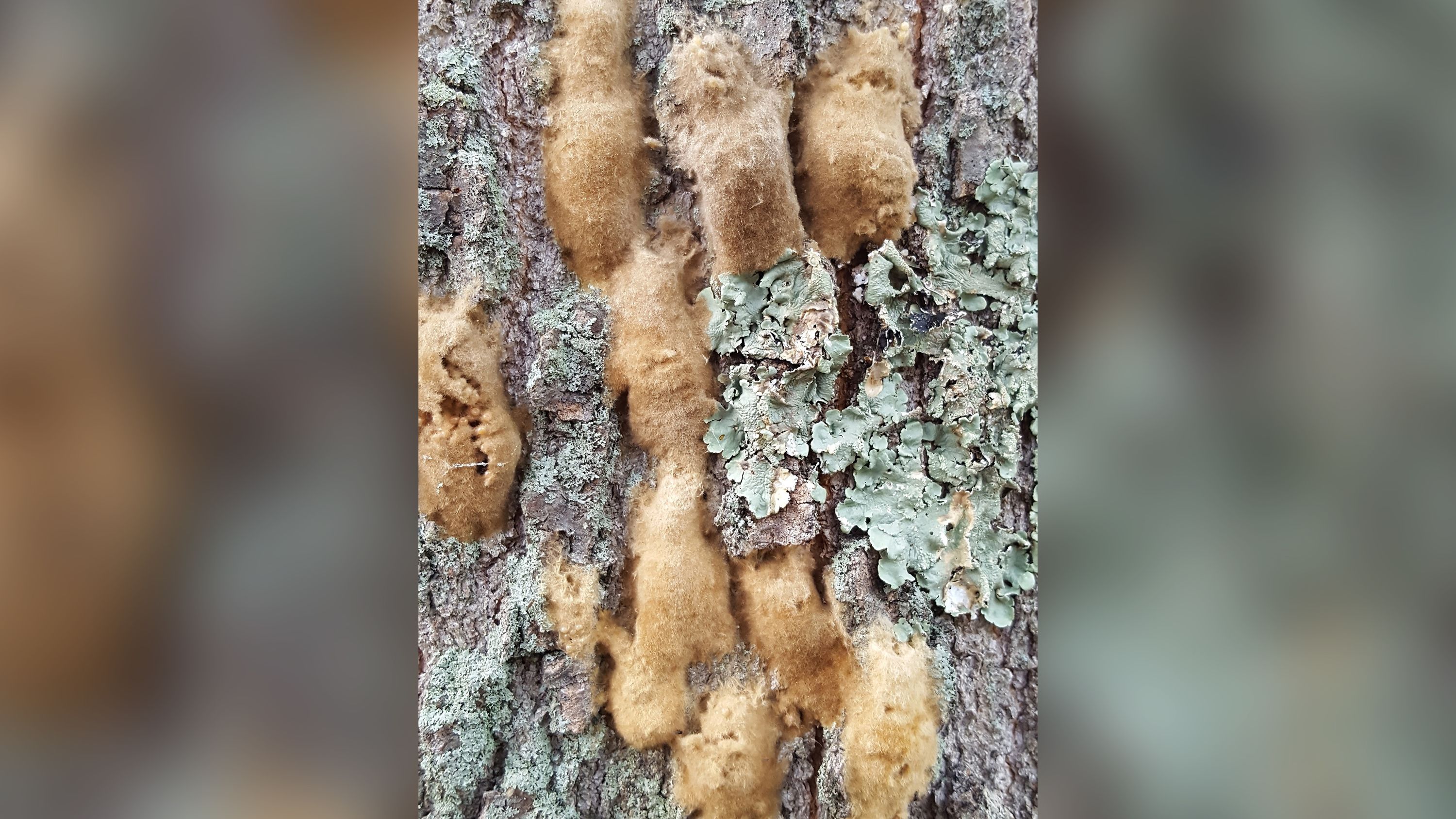 Spongy moth egg masses cluster on tree bark. 