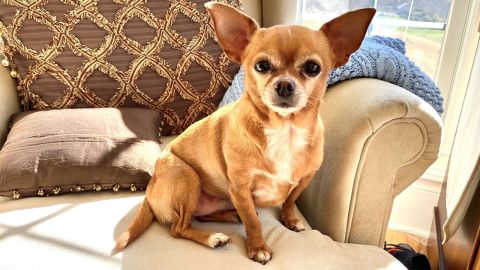 Roo, um resgate de Chihuahua, foi um conforto incrível para sua mãe quando ela foi hospitalizada com Covid.