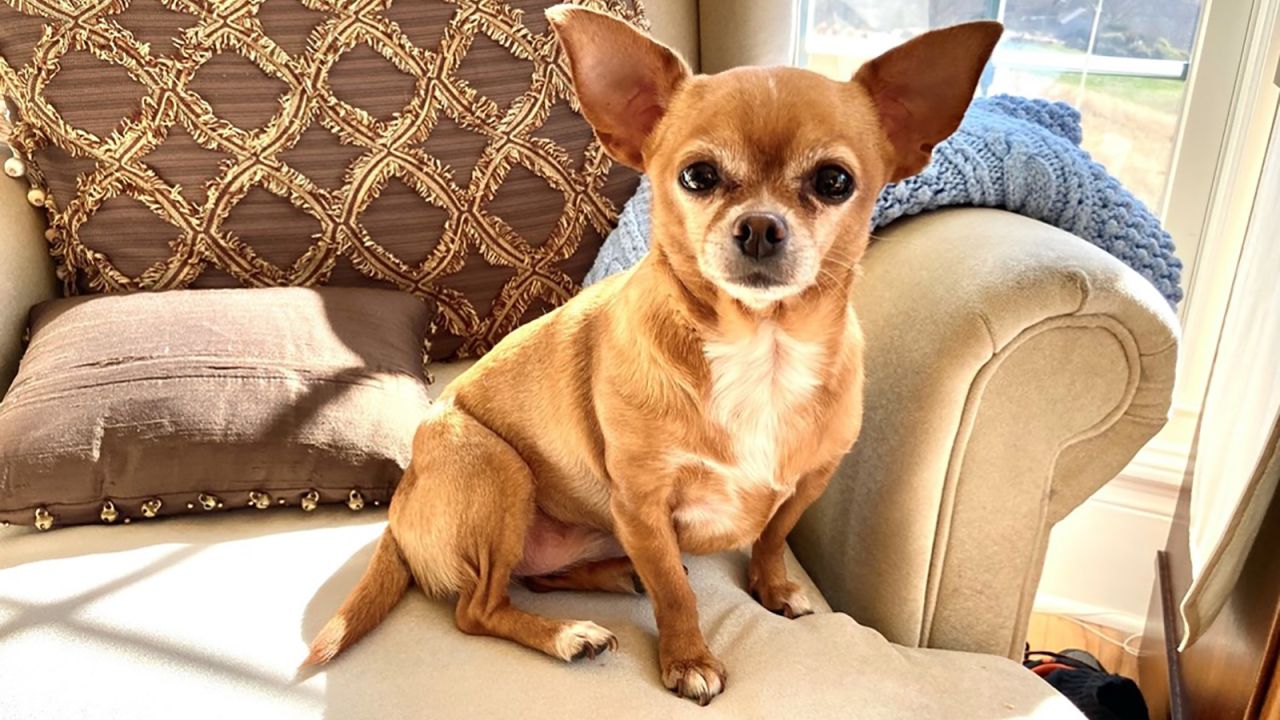 Roo, a Chihuahua rescue, was an amazing comfort for her mom when she hospitalized with Covid.