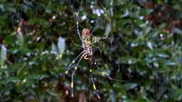 Jorō spiders weave golden webs in open areas such as some hiking and biking paths.